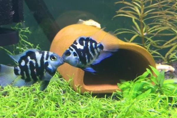 迷你鹦鹉鱼过多长时间才能起飞，经过7-10天便可完成鱼鳍的发育