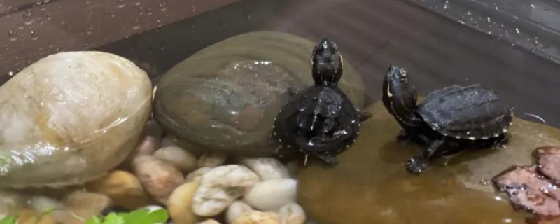 如何看乌龟的年龄