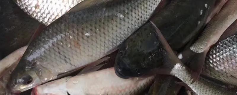 野钓土鲮鱼的入水深度