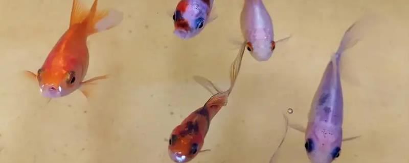 金鱼咬其它鱼怎么办