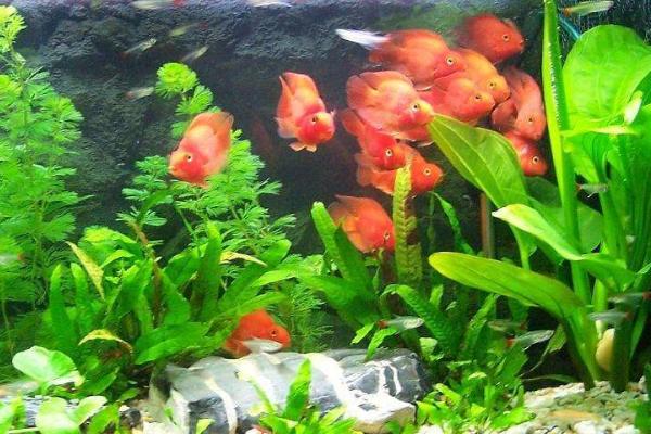 养鱼有腥味如何解决，定期换水可减轻异味