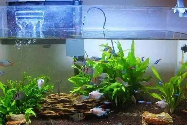 养鱼有腥味如何解决，定期换水可减轻异味