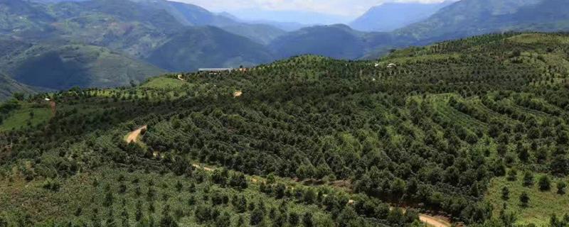 山地适合种植什么