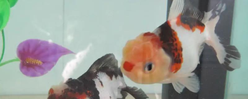 金鱼是什么鱼