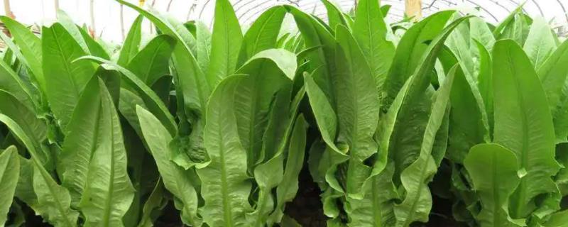 油麦菜与莴笋叶是同一种蔬菜吗