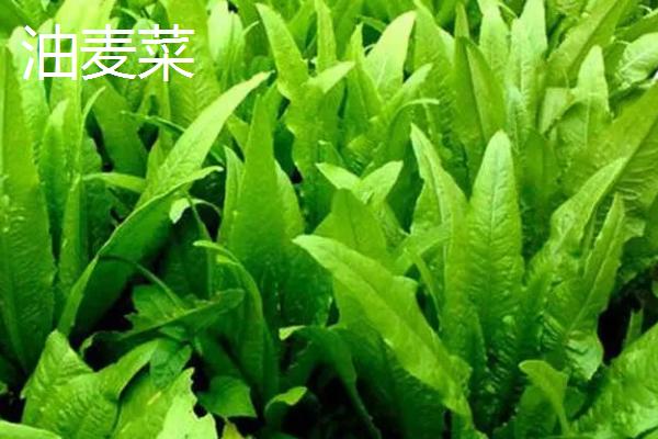 油麦菜与莴笋叶是否为同一种蔬菜，二者的叶片具有明显区别