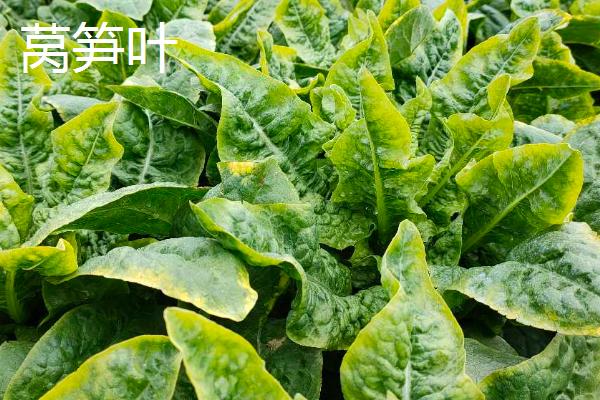 油麦菜与莴笋叶是否为同一种蔬菜，二者的叶片具有明显区别