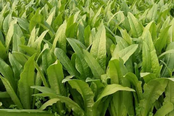 油麦菜与莴笋叶是否为同一种蔬菜，二者的叶片具有明显区别