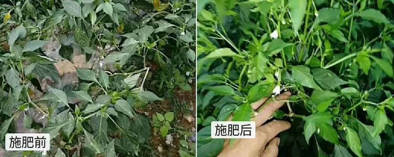 辣椒施什么肥