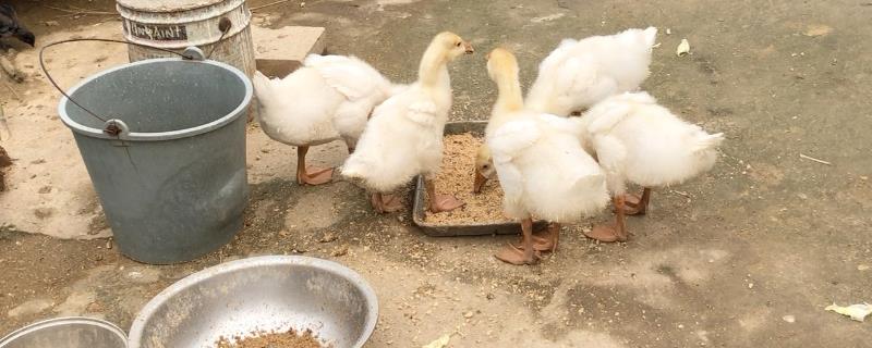 鹅能否吃剩菜剩饭