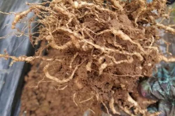 防治线虫要用多少阿维菌素，亩用量多为2公斤左右