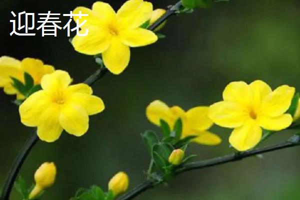 连翘和迎春花有什么区别，连翘有四个花瓣而迎春花有六个
