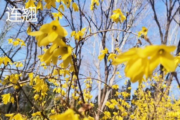 连翘和迎春花有什么区别，连翘有四个花瓣而迎春花有六个