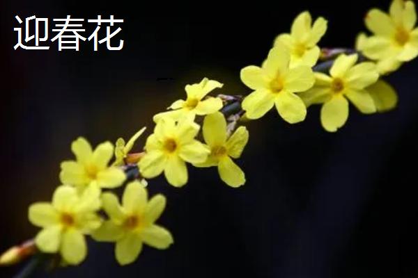 连翘和迎春花有什么区别，连翘有四个花瓣而迎春花有六个