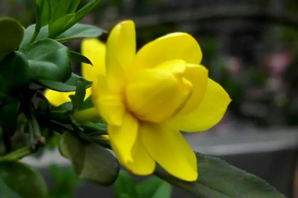 连翘和迎春花有什么区别，连翘有四个花瓣而迎春花有六个