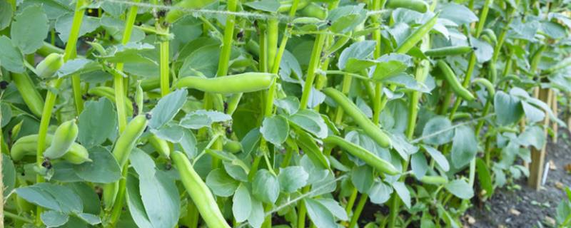 怎么种植蚕豆