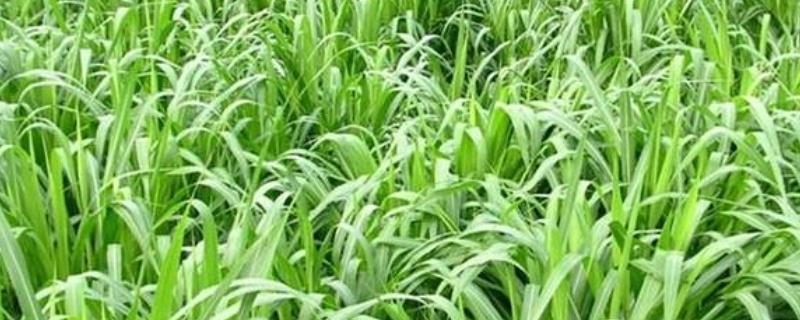冬黑麦草什么时候播种