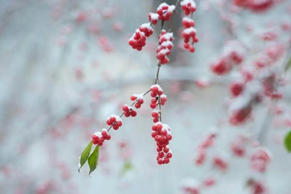 雪果忍冬的繁殖方法，扦插繁殖是主要方式