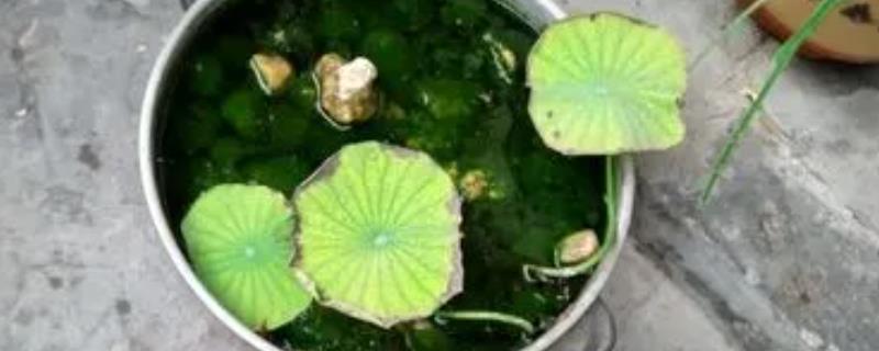 碗莲叶片发黄如何处理