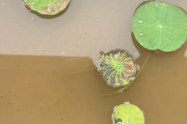 碗莲叶片发黄如何处理，肥料过多可换土浇水