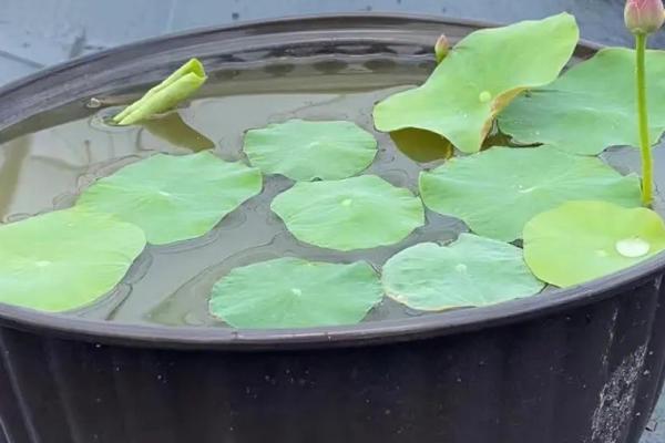 碗莲叶片发黄如何处理，肥料过多可换土浇水