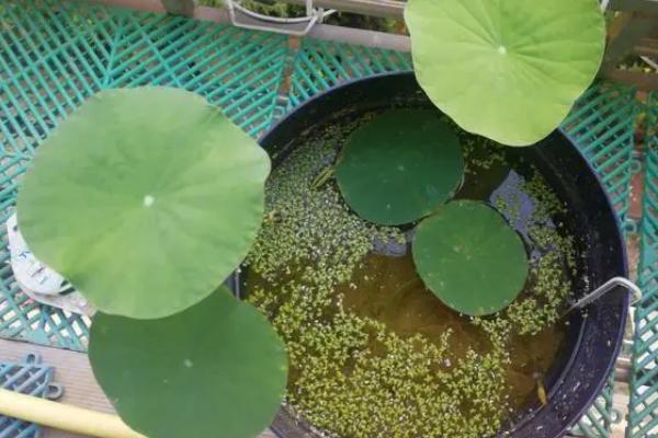 碗莲叶片发黄如何处理，肥料过多可换土浇水