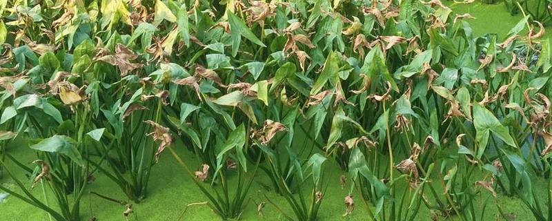 茨菇怎么种