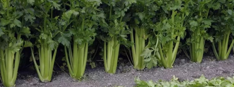 香芹怎么种