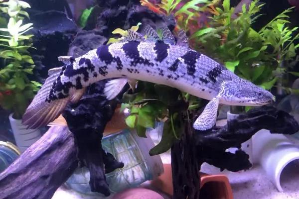 斑节恐龙鱼好不好养，新手也能掌握饲养方法