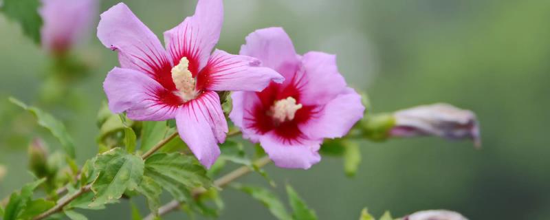 木槿花的花语和传说