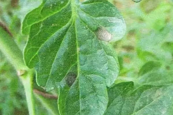 怎么防治麻山药细菌性疫病，防治药物可选择农用链霉素