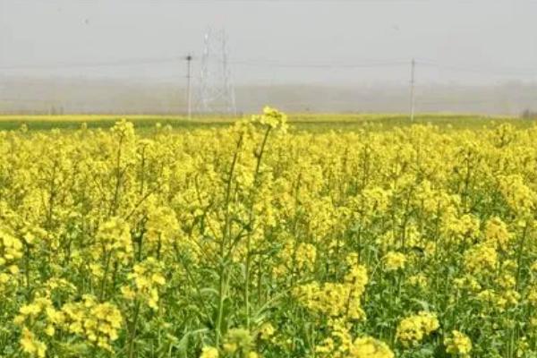 油菜防冻方法，覆盖稻草可减轻寒风的侵害