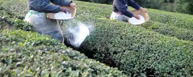 茶园夏天施肥原则