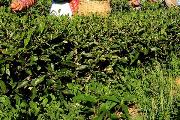 茶园夏天施肥原则，肥料要施在树冠滴水线的外缘