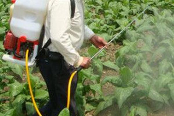 菜地除草剂正确用法，杂草萌发期用药效果更好