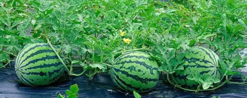 什么时候适合种植西瓜