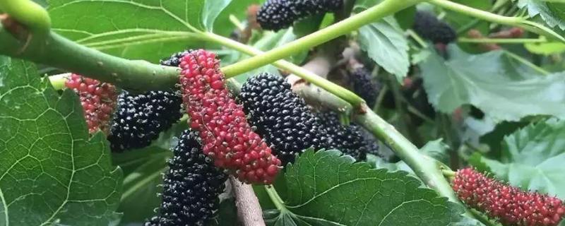 北方桑椹什么时候成熟