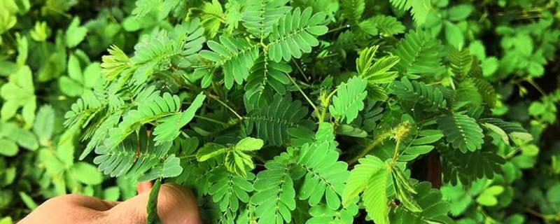 含羞草浇水方法