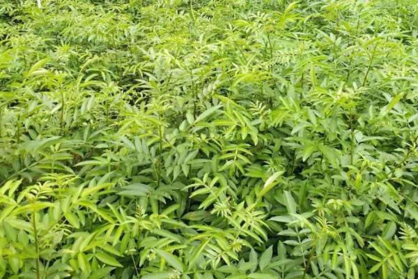 花椒育苗如何采种，应挑选处于盛果期的植株进行采摘