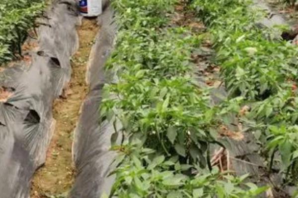 怎么避免辣椒死棵，关键是要选择无菌壮苗