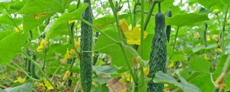果实类蔬菜施肥要点