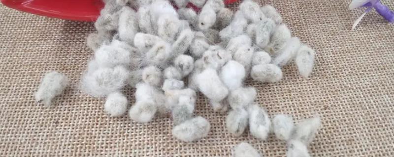 挑选棉花种子的方法