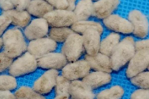 挑选棉花种子的方法，选择经过国家审定的品种更有保障