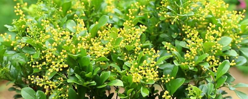 米兰花怎么养殖