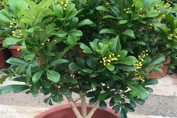米兰花怎么养殖，提供充足光照可以增加开花次数