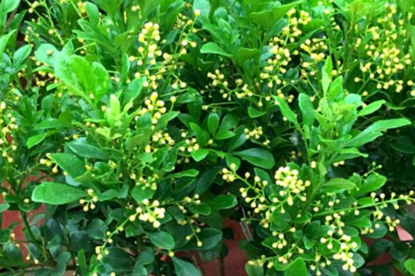 米兰花怎么养殖，提供充足光照可以增加开花次数