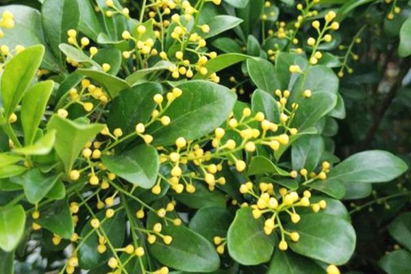 米兰花怎么养殖，提供充足光照可以增加开花次数