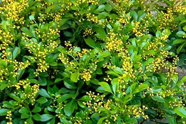 米兰花怎么养殖，提供充足光照可以增加开花次数