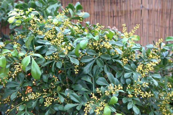 米兰花怎么养殖，提供充足光照可以增加开花次数