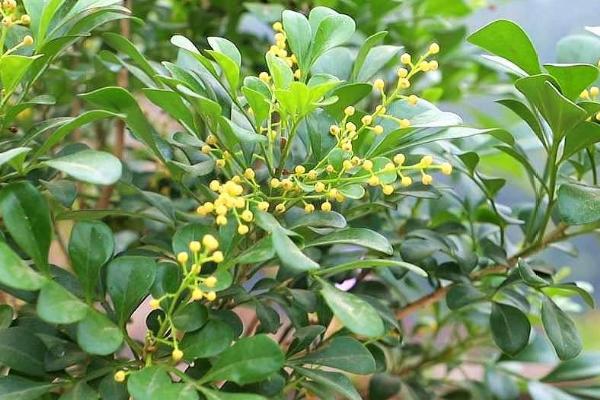 米兰花怎么养殖，提供充足光照可以增加开花次数